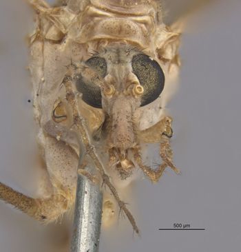Media type: image;   Entomology 10282 Aspect: head frontal view